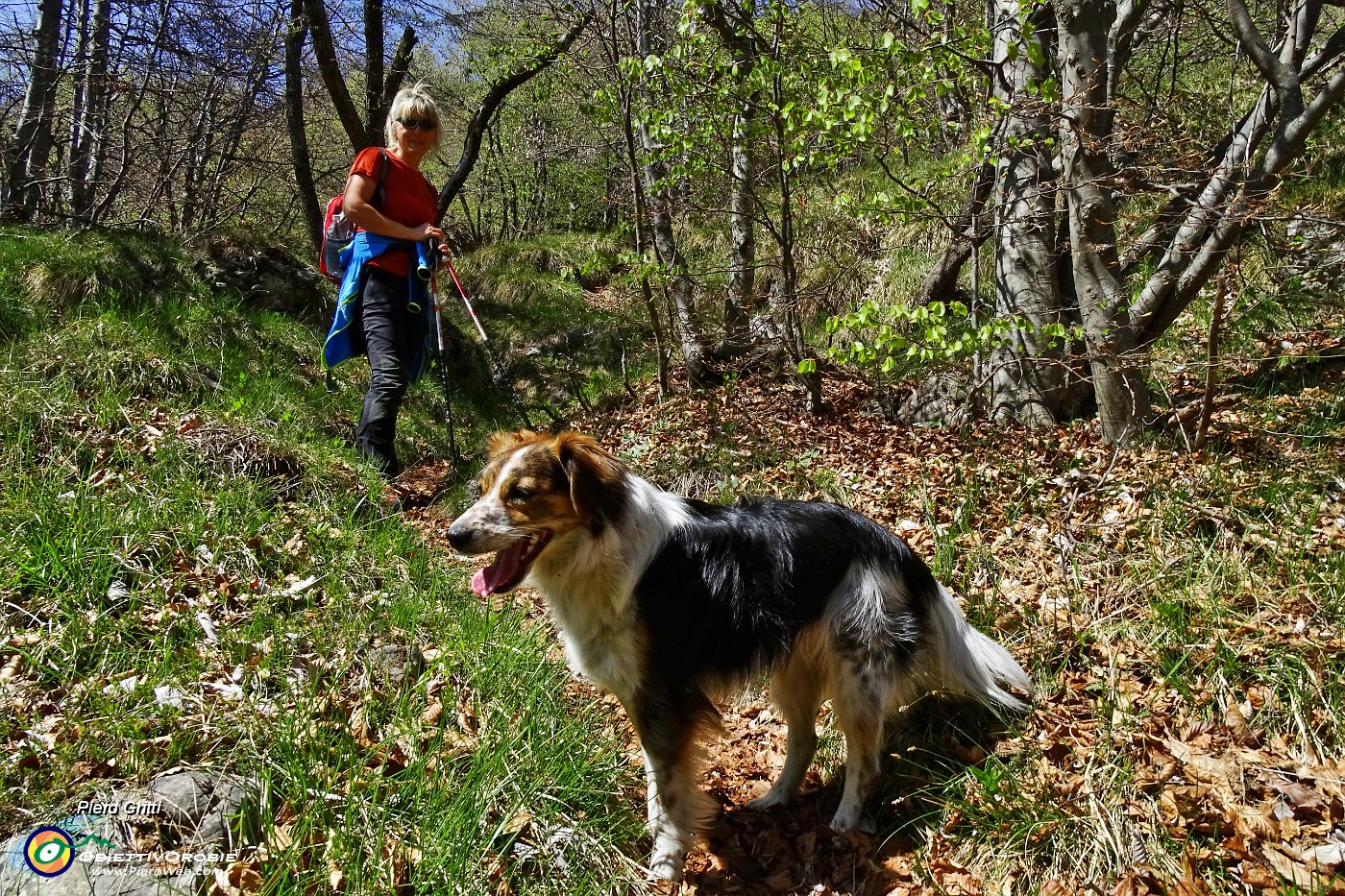 17 Sentiero nel bosco di prevalente faggeta.JPG -                                